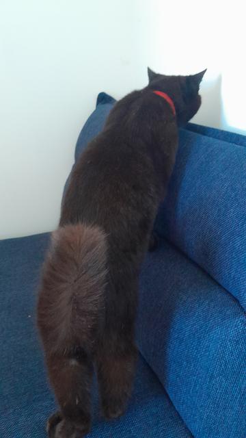 Chat noir reniflant un fauteuil bleu