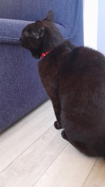 Chat noir reniflant un fauteuil bleu