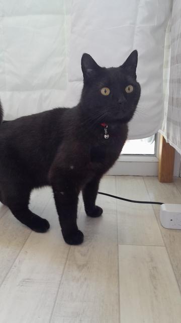 Chat noir, yeux verts regardant l'objectif