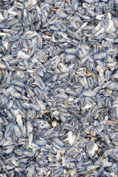 A photo of thousands of dead by-the-wind sailors.
