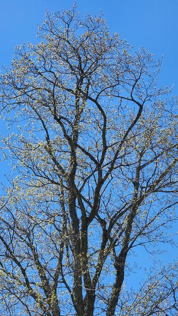 A tall maple tree with budding leaves bursting forth.