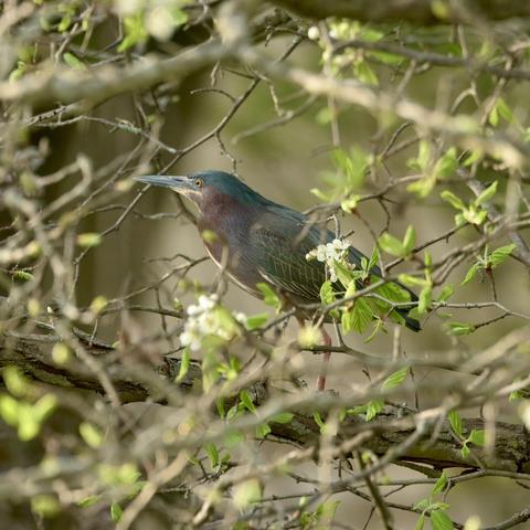 A heron is perched on a branch surrounded by fresh green leaves and white blossoms. The bird has a distinctive greenish-blue head and a reddish-brown chest, blending harmoniously with its natural surroundings.
