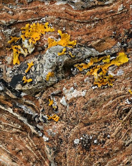 Closeup of a rock surface, with bands of different layers of red-coloured rock bent in different directions around a central grey blob. The surface is dotted with several bright orange-coloured splatters of leafy lichen, and a few areas of black, grey or white crustose lichen of different species