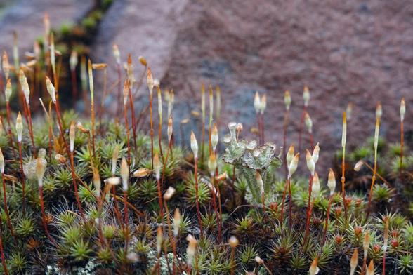A field of Bristly Haircap moss (Polytrichum piliferum) with its numerous fresh sporophytes.
In the center grows a Ladder lichen (Cladonia verticillata) with cups growing upright in the center of the cups in several tiers, like trumpets growing on trumpets.
In the background a red and grey-blue granite rock.