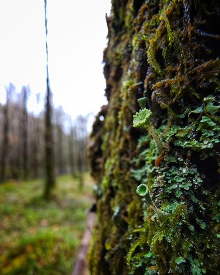 Close-up of a moss-covered tree trunk with small, cup-shaped lichens growing on it in a blurred forest setting.