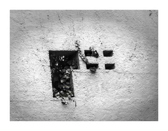 A photo of BW of a wall with five holes that simulate a window through some plants cross their leaves.