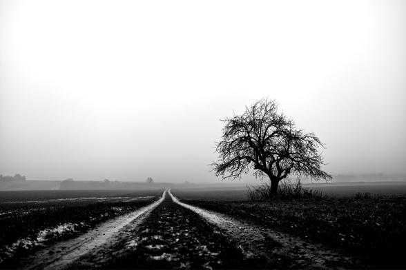 black and white. landscape format. a foggy, cold day in January. i'm standing on a frosty, wet dirt road. low camera position close to the ground. in the foreground, the path takes up the full width of the picture and then narrows into the picture depth. to the right of the path stands a bony, leafless fruit tree, decorating the landscape.