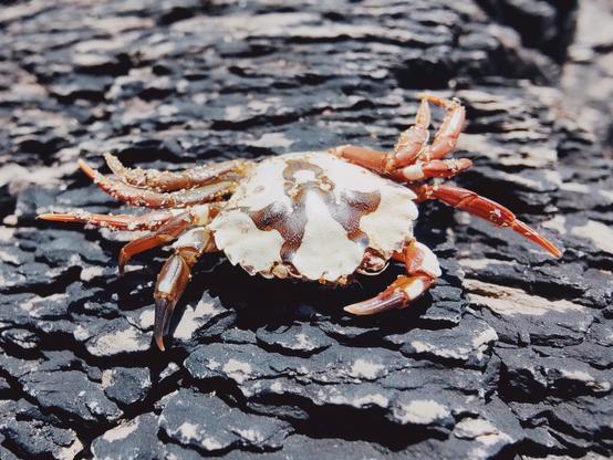 This crab is also completely washed up