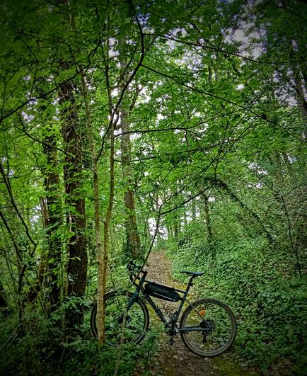 A gravel bike standing across the path in the forest. Most of the picture is green of trees.