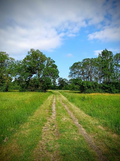 A gravel track is going straight ahead between the green fields and trees in the middle. Sky is blue with some white clouds.