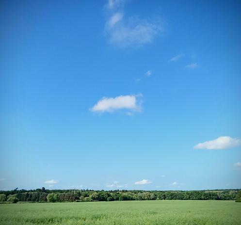 Green field in the bottom of the photo. A Line if trees just above and the three quarter left of the photo are filled with blue sky.