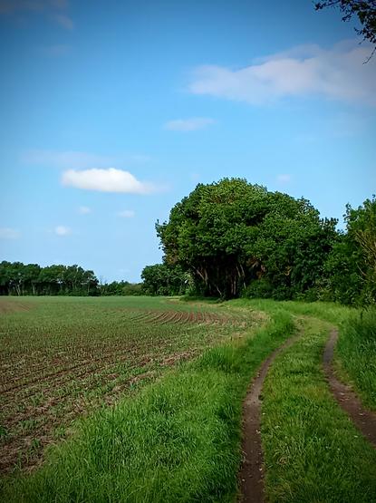 A field on the left. A gravel track on the right. Trees in. The middle and a blue sky.