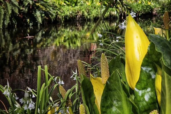 A close-up of bright yellow Western skunk cabbage flowers and large green leaves, with a dark, reflective body of water in the background.