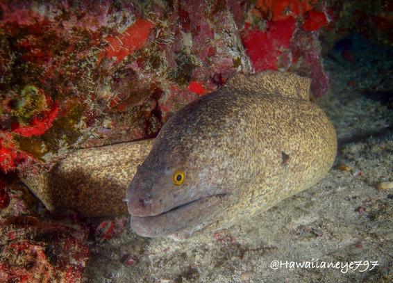A large beige moray eel with small yellow eyes in its resting place at a red sponge covered reef. It is mottled with fine brown marks from nose to tail.