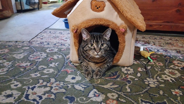 tabby cat in a cat house in a living room