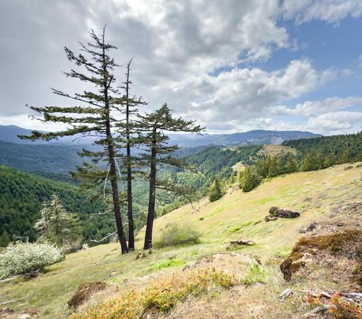 A scenic view of a mountainous landscape featuring three tall trees in the foreground. The background includes rolling hills covered in lush greenery, with patches of rocky terrain and a cloudy sky.