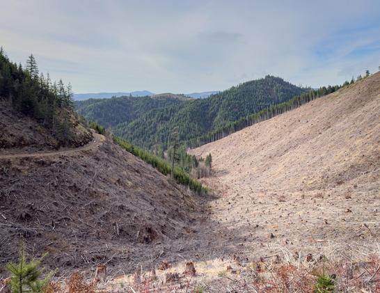 A scenic view of a hilly landscape featuring a winding dirt road on the left, contrasting areas of clearcut land and forested hills in the background
