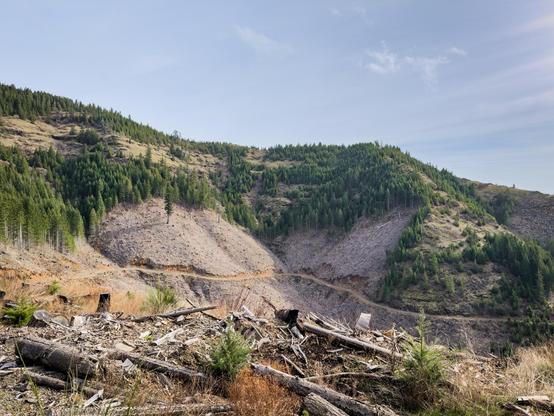 A landscape featuring a hillside with patches of green coniferous trees and areas of clearcut logging. The foreground shows fallen logs and debris, while the background includes steep slopes and a blue sky
