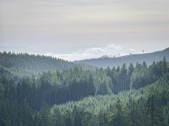 A panoramic view of lush, green forests with layers of trees, some shrouded in mist. The background features distant mountains partially obscured by clouds under a softly lit sky