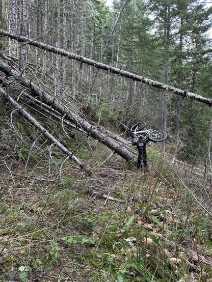 A person is carrying a bicycle through a forested area with fallen trees and dense vegetation. There's a road here somewhere. The surroundings feature tall evergreen trees and a natural, rugged landscape