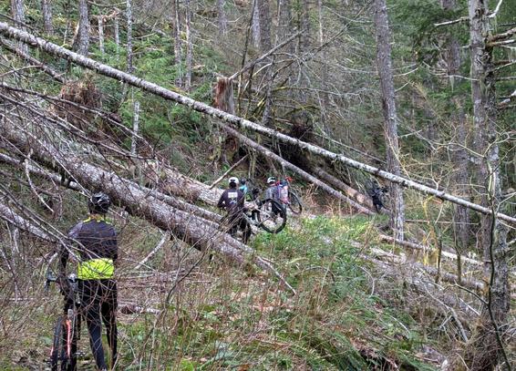 A group of gravel bikers is navigating a forested area with fallen trees and underbrush