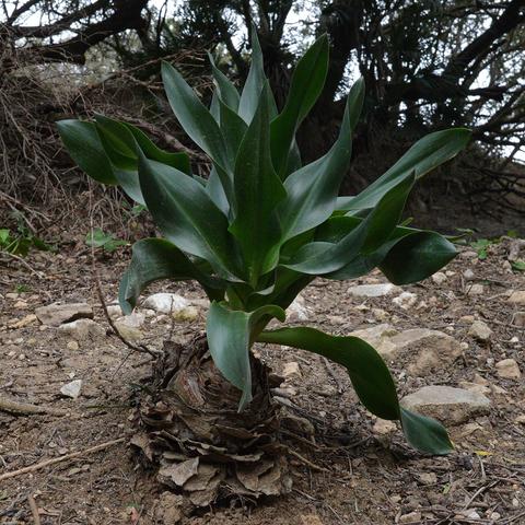A photo of a Drimia numidica plant.