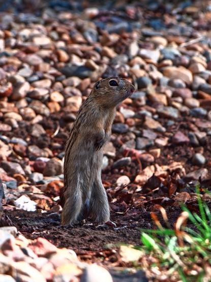 This small and slender ground squirrel, also known as the "thirteen liner" has 13 stripes running along the length of its body. The dark brown stripes are wider than the tan ones and have rectangular tan spots along the middle, and are either seven wider dark brown stripes alternating with tan or seven narrow tan stripes alternating with six dark brown ones. They have short ears and their tail is thin and a little bushy.