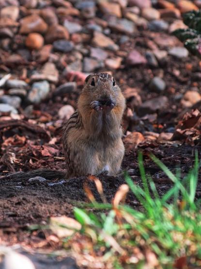 This small and slender ground squirrel, also known as the "thirteen liner" has 13 stripes running along the length of its body. The dark brown stripes are wider than the tan ones and have rectangular tan spots along the middle, and are either seven wider dark brown stripes alternating with tan or seven narrow tan stripes alternating with six dark brown ones. They have short ears and their tail is thin and a little bushy.