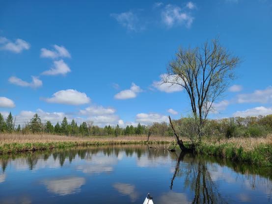 Blue sky with puffy clouds mirrored on still water.  On the right is a vase-shaped tree with spring leaves.  The shore is short green and tall brown grass and the horizon is a line of trees