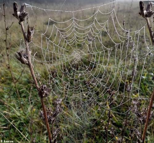 Photo of a spider web between shrub branches wet with dew.