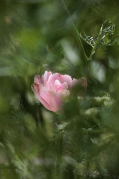 A delicate pink flower partially obscured by lush green foliage, featuring soft petals that gently catch the light.