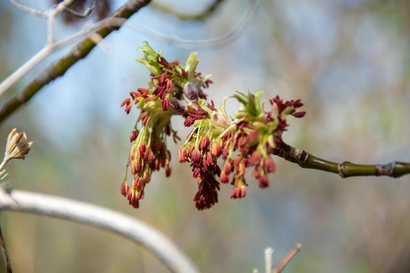 A cluster of small, brick red box elder flowers grows from the end of small branch. The flowers are dangling down from green stems, dozens of them in each little group
