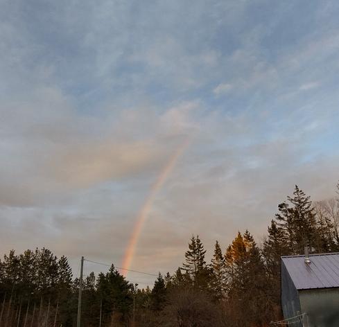 The lower arc of a rainbow is visible  just above a line of evergreen trees in a darkening sky that's full of scattered, puffy clouds,