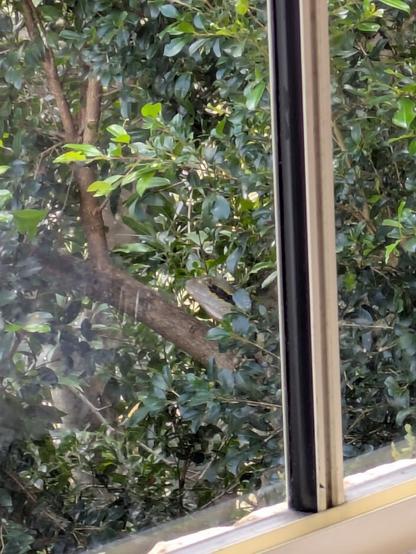 A photo, taken through a window, of an eastern water dragon on a tree branch. It is well-disguised by leaves and only their head is visible.