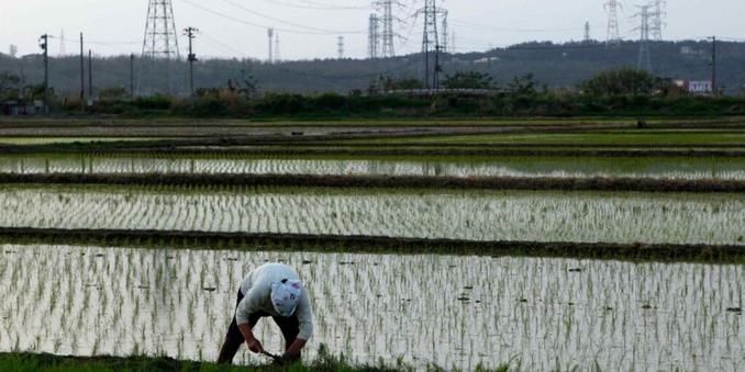 Japan's ruling party balks at importing US rice as part of tariff deal