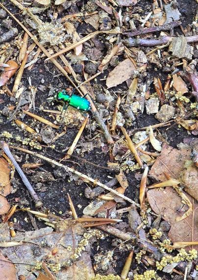 Some kind of neon green beetle. It moved very quickly, so this was the best shot I got of it.