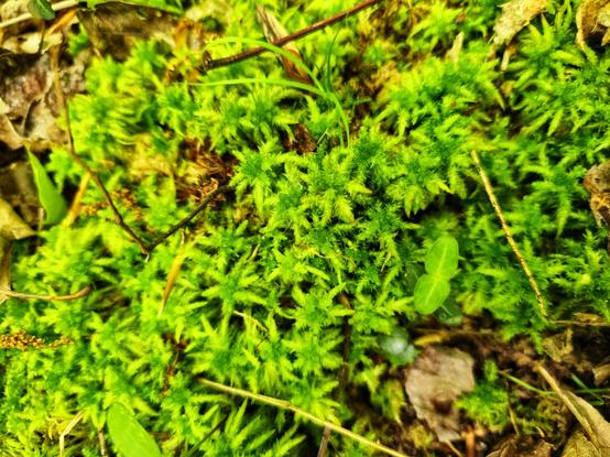 We went walking on a drizzly, but also sometimes sunny day. This moss was quite happy. It was absolutely vibrant, soft, and plump! I love moss 😍