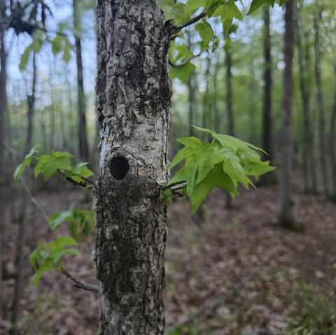 A tree with a hole in it. Not sure why I like this photo so much. Maybe it's the mystery. Who lives in this hole? Maybe a little frog? Maybe nobody.