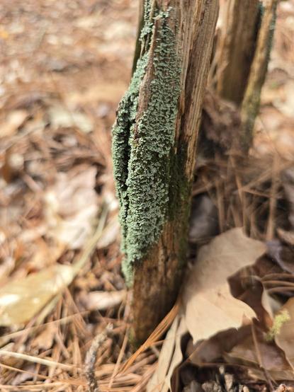 An old dead stump with some sort of lichen (I think) growing on it. The color is sage, and it contrasts beautifully with the oranges in the wood.
