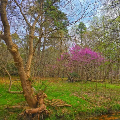 I used some filtering to make the photo match reality. Seriously. The photo appears fantastical, with an orage-ish trunked tree in the foreground sporting a wildly ranging root system near a stream, a bed of green grasses and moss in the midground, and a gorgeous pop of fuschia-colored flowers on a tree behind it all. The scene really did look this magical, and if I wasn't responsible for Lady's wellbeing, I might have just stayed right there enjoying the faerie-like nature of the place until I mouldered away.