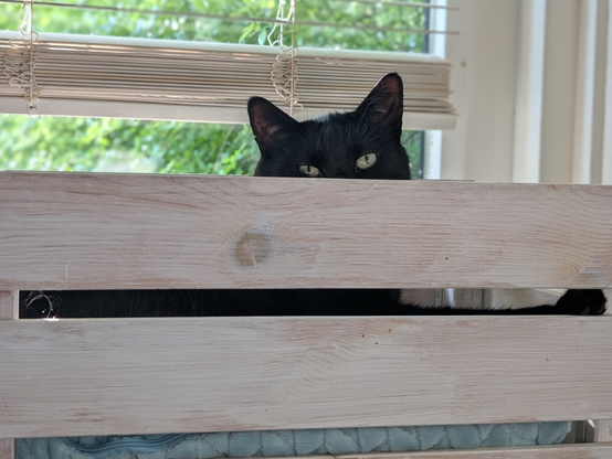 A picture of a whitewashed wooden crate that has a blue pillow in it and on the blue pillow there lies a black cat that is looking over the edge towards the camera. Behind him is a window to the garden where green growth is visible.