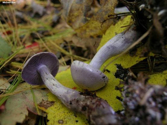 Cortinarius azureus mushroom image.