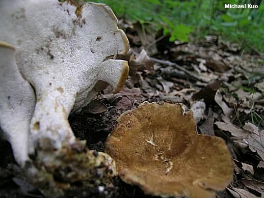 Albatrellus cristatus mushroom image.