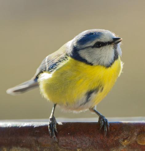 A blue tit sits on the edge of a bowl, looking into the camera with one eye. The sun illuminates it from behind.