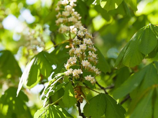 The image captures a close-up view of the foliage on what appears to be a sunny day. Dominating the center is an inflorescence, belonging to a chestnut tree given its characteristic structure with white flowers and elongated green leaves. The background features more leaves in various shades of green, suggesting that this photo was taken outdoors where such trees typically thrive.