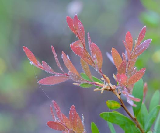 A leafy branch reaches into the frame from lower right, older leaves green, the flush of new growth at the top in contrasting pastel red tones..  The leaves are damp, dotted with raindrops.  Blurry background in green and dark brown forest tones.