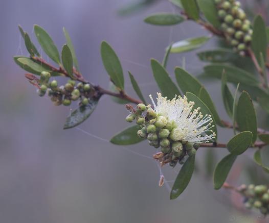 A bottlebrush tree sprouts it's flowers.  One is partially open in the near foreground, an array of tendrils reaching upwards, white stemmed with yellow pollen ends.  The rest of the flower is contained in many small spherical structures yet to open.  Blurry forest tones in the mist behind.