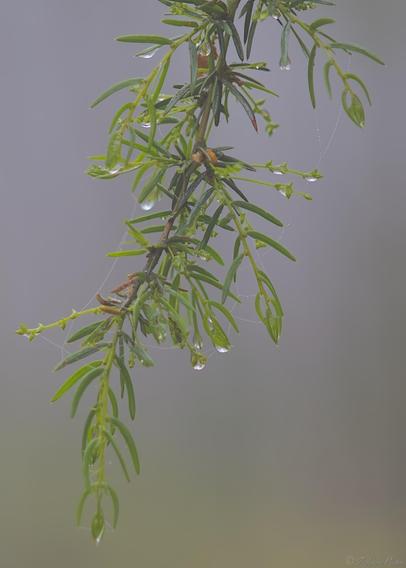 A vibrant green-leaved branch hangs down into the frame in this portrait layout image.  The leaves are lit from behind by soft diffused misty light, the mist gathering into large droplets which hang at the ends.  Blurred background in green and misty grey tones.