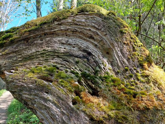 the most zoomed-out view of a very thick chunk of dead wood flowing with a graceful curve by the side of a forest path; its most vertical edge is exposed with many rings, while its more angled lower portion is home to quite a diverse miniature forest of various mosses and lichens