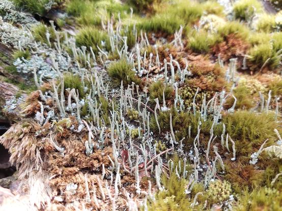 a slightly closer view of some of the mosses and lichens on the side of the tree, with an almost "diorama" feel, with chalky turquoises, medium greens, and some bleached light browns